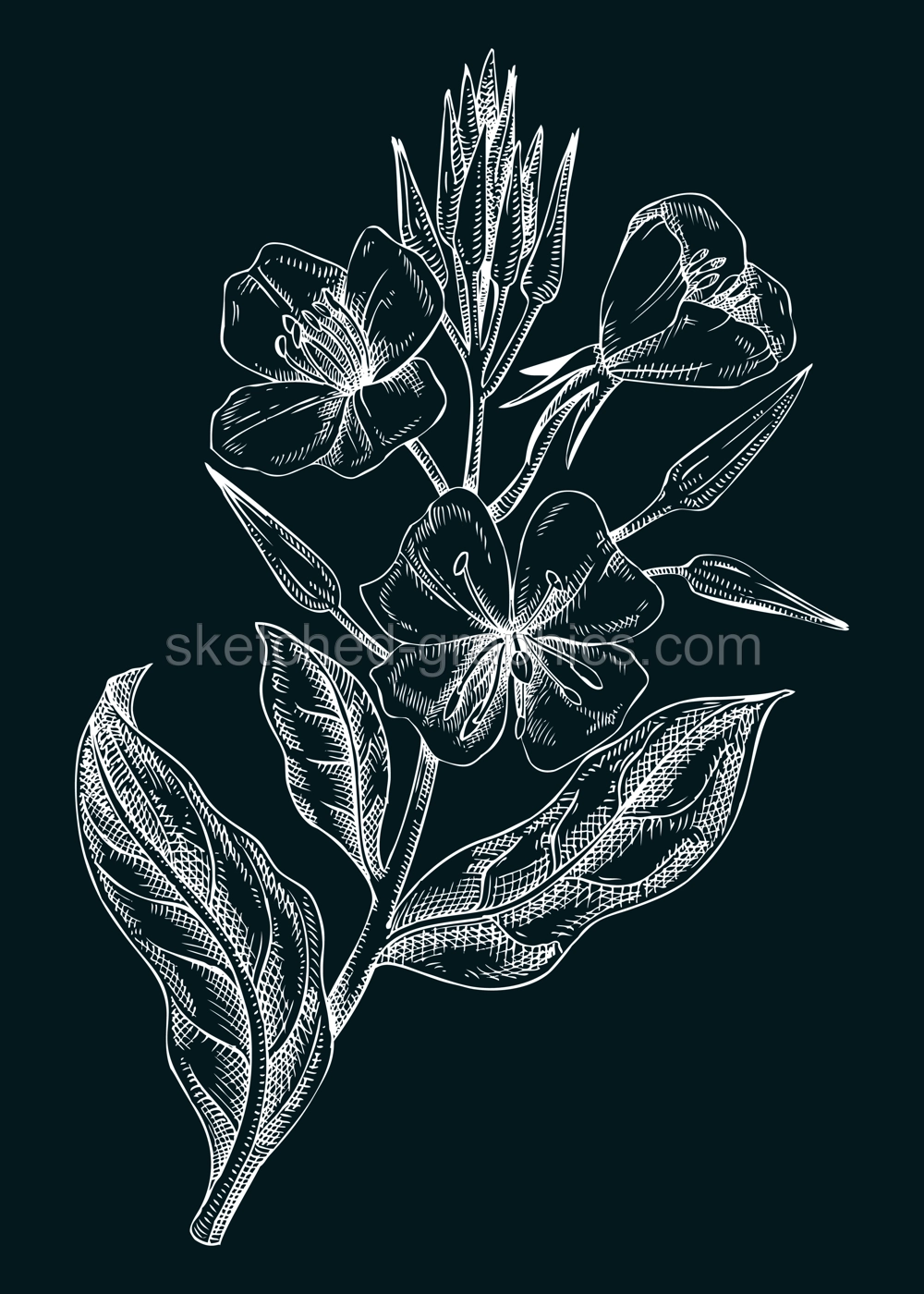 Evening primrose vector illustration. Hand drawn summer flower sketch. Wildflower drawing on chalkboard. Edible flowering plant. Traditional medicine ingredient. Floral design element  Illustration